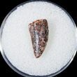 Bargain Raptor Tooth From Morocco - #16982-1